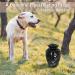 Trupoint Memorials Small Pet Urn - Loving Resting Place for Dogs and Cats Ashes (Up to 17 Pounds) - Black - Buy Online on GoSupps.com