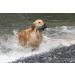 Romneys Standard Dummy 500g Green - Floatable & Unsinkable Dog Training Fetch Toy | International Shipping Available - Buy Online on GoSupps.com