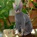 Hjyokuso Sphynx Cat Clothing - Breathable Soft Sweater Warm Cat Mantle Four-Legged Catwear for Sphynx Cornish Rex Devon Rex Peterbald - XL Gray - Buy Online on GoSupps.com
