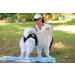 Buy High-Quality Financial Trousers for Dogs 2.0 - Premium Neoprene Diapers for Males - Optimal Airflow No Rod Threading - Large Blue - Buy Online on GoSupps.com