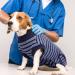 Buy Hjumarayan Dog Post-Castration Body - Breathable & Comfortable Medical Bodysuit for Small Medium Large Dogs - Blue Striped Alternative to Traditional Recovery Vests - Buy Online on GoSupps.com