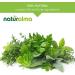 Alfalfa/Lucerne (Medicago Sativa) Flowers Alcohol-Free Mother Tincture 120ml | Natural Chlorophyll | Liquid Extract Drops | Vegan Food Supplement - Buy Online on GoSupps.com