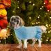 Alagirls Classic Turtleneck Dog Sweater - Soft Breathable Dog Clothing for Chihuahua | Warm Holiday Coat for Pets - XXLarge Blue - Buy Online on GoSupps.com