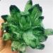 Natural Crystal Rough 500-600g Natural Crystal Green Beautiful Flame Halo Quartz Crystal Cluster Specimen (Size : 200-300g)