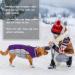 Kuoser Waterproof Dog Coat - Warm Winter Jacket for Small & Medium Dogs | Fleece Lined Reflective Pet Sweater - XXL Purple - Buy Online on GoSupps.com