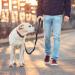 Hands Free Running Dog Lead - Retractable 7FT Long Training Leash for Medium Large Dogs - Reflective Nylon Tape - Ideal for Walking, Hiking, Jogging - Car Seat Belt Leash - Black - Buy Online on GoSupps.com