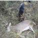DogBone RealHide Deer Hide Drag for Tracking Dog Training - Buy Online on GoSupps.com