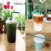 FOREVERIE 100 Count Green Flexible Plastic Drinking Disposable Straws Individually Wrapped Regular 0.24 Inch Diameter 8.27 Inches Length Soft Thin Stretchable - Buy Online on GoSupps.com