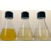 PYRO Sea Salt Spray with Microalgae Extract | Healing Spray for Face & Body | International Shipping Available - Buy Online on GoSupps.com