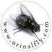 Urinal Fly Toilet Stickers 12 Pack - Red/Blue Targets - 80% Cleaner Bathrooms! - Buy Online on GoSupps.com