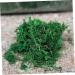 LIFKICH Fake Moss 3 Packs Fairy Garden Plants Dried Moss Dried Plants Decorative Moss Dried Lichen Bonsai Artificial Dried Moss - Buy Online on GoSupps.com