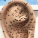 16cm Human Ear Acupuncture Point Model Meridian and Ear Model - Clear Handwriting Environmentally Friendly and Durable - for Ear Acupuncture Point Study Teaching - Buy Online on GoSupps.com