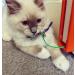 Mood Pet Fling-AMA-String Cat Toy - Interactive Toy for Cats - Buy Online on GoSupps.com