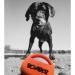 Shop Zeus Bomber Durafoam Dog Toy Ball - 11.5cm | Durable Fetch Toy for All Dogs | International Shipping Available - Buy Online on GoSupps.com