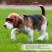 Ownpets Anti-UV Dog Sunglasses - Adjustable Red Ski & Flying Glasses for Small & Medium Dogs - Buy Online on GoSupps.com