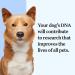 Wisdom Panel Essential Dog DNA Test Kit: Accurate Breed ID, Ancestry & Health | 25+ Conditions | Traits | Relatives - 1 Pack - Buy Online on GoSupps.com