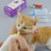 Pet Nurse Feeding Bottle Kit for Dogs, Puppies, and Kittens with Replacement Nipples - Pet Feeder Set - Buy Online on GoSupps.com