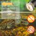 Caldarax 50W UVB Turtle Heat Lamp - Dimmable Halogen Light for Reptiles Turtles Lizards & Snakes | 2-Pack E27 Terrarium Lamps 220-240V - Buy Online on GoSupps.com