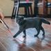 Toozey LED Pointer Cat & Dog Toy - USB Rechargeable 7-in-1 Interactive Pet Toy with 5 Patterns & 2 Bonus Mice | Shop Now for International Delivery! - Buy Online on GoSupps.com
