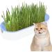 Youding Cat Grass Growing Kit Planter Tray Catnip Box Chewing Kitten Plant Set for Snacks Soil Free Snacks Digestion Pet Food Indoor Nursery Balcony Patio Blue - Buy Online on GoSupps.com