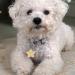 Personalized Engraved Dog Tags by Camal - Custom Stainless Steel Tags for Dogs & Cats | Heart Bone Round & More Shapes - Buy Online on GoSupps.com