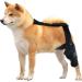 Dog Knee Support Brace | Dog ACL Knee Support Brace | Support Dog Knee Brace Neoprene Hip Brace Adjustable Traction Belt for Knee for Cruciate Ligament Injury for Torn ACL Leg M left - Buy Online on GoSupps.com