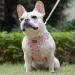 Doramio Small Dog Harness with Leash - Reflective Breathable Step-In Safety Harness for Small Dogs & Cats - Champagne (S) - Buy Online on GoSupps.com