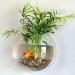 Sweetsea Hanging Wall Mounted Fish Bowl Betta Tank Aquarium - Clear (Medium) 0.5 Gallon - Buy Online on GoSupps.com