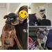 Namsan Anti-UV Dog Glasses & Pet Helmet - Windproof Eye Protection Sunglasses for Small/Medium Dogs - Cool Motorcycle Helmet Black - Buy Online on GoSupps.com