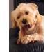 Bamboodles T Bone Dog Chew - Medium Chicken Flavor for Aggressive Chewers - Buy Online on GoSupps.com