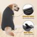 Dog Surgery Recovery Suit | Medical Pet Shirt for Male/Female Dogs | Spay Alternative | Protect Wounds | XS Grey - Buy Online on GoSupps.com