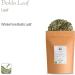 Boldo Leaves Tea Organic - Boldo Leaf - Te Boldo - Peumus Boldus 350g - Buy Online on GoSupps.com