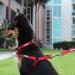 Pawtitas Reflective Step in Dog Harness - Control Walking of Your Puppy - Teal - Small/Medium/Large Harness - Buy Online on GoSupps.com