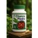 Chanca Piedra Supplement allnatural | Herbal Support Formula with Phyllanthus Niruri & Horseweed Extract | 60 Capsules | Traditional Plant-Based Blend | Made in USA | Non-GMO - Buy Online on GoSupps.com