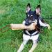 Hyrew FANTESI Dog Tug Toy - Interactive Jute Bite Pillow for Medium to Large Dogs - Buy Online on GoSupps.com