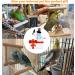 Bird Mirror Swing Toy for Small Parrots - Hanging Play Mirror for Greys, Parakeets, Cockatoos, Cockatiels, Conures, Lovebirds, Canaries, Macaws and African Parrots - Buy Online on GoSupps.com