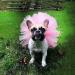 Etophigh Pet Dress Tutu Dog Gauze Tutu Dress Skirt Pet Dog Cat Princess Clothes Apparel L pink - Buy Online on GoSupps.com