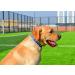 Mihqy Bohemian Blue Dog Collar - Adjustable Soft & Comfortable for All Sizes (25-40 cm) - Stylish Floral & Geometric Design for Small Medium & Large Dogs - Buy Online on GoSupps.com