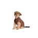 Selente Paw Parade Waterproof dog coat/rain jacket/winter coat for small and medium -sized dogs with fleece lining (made in EU) brown/black hungry size.4 4 Braun/Black Hahnenstrag