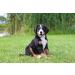 Trixie Puppy Training Line XXS-XS | 8m 4mm | Yellow | Ideal for Young & Small Dogs - 19941 - Buy Online on GoSupps.com