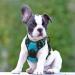Rabbitgoo Medium Dog Harness - No Pull Adjustable Control Harness for Large Dogs Breathable & Safe Blue-Green (1 Pack) - Buy Online on GoSupps.com