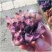 Crystal Rough Natural Crystal Cluster Amethyst Specimen Purple Quartz Reiki Stone Raw Crystal Home Decor Decoration Gift 300-400g - Buy Online on GoSupps.com