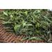 Herbal Magic's Pure & Natural Whole Dried Stevia Leaf Cuts Natural Sweetener Whole Leaves Used Premium Quality Stevia Leaf Cuts -100g - Buy Online on GoSupps.com