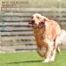 LUKITO Indestructible Dog Chew Toy - Real Beef - Aggressive Chewers - Large Dogs - Brown - Buy Online on GoSupps.com