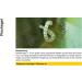 Sera Ectopur 2.5 kg - Alleviate Fish Illness & Stress Enhance Breathing Supports Medication Effect - 1 Pack International Shipping Available - Buy Online on GoSupps.com