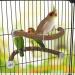 Allazone U Form Natural Bird Pole - Wooden Bird Toys & Accessories for Cages | Climbing & Grinding Sticks Set - Buy Online on GoSupps.com