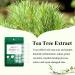 BREYLEE Acne Pimple Patch (66 Count) - Tea Tree Oil & Hydrocolloid Zit Healing Patch - 10mm+12mm - Pack of 3 - Buy Online on GoSupps.com