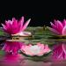 Osaladi 3-Piece LED Lotus Lantern - Artificial Flowing Flowers for Pool Pond & Garden Decoration - Buy Online on GoSupps.com
