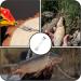 Zoe Tekway 40-Piece Stainless Steel Fishing Leaders - Anti-Bite Anti-Winding Versatile for Saltwater & Freshwater Fishing Accessories - Buy Online on GoSupps.com