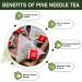 Organic Dried Pine Needle Tea Bags - 30 Natural Caffeine-Free Triangle Teabags for Immunity Support - Buy Online on GoSupps.com